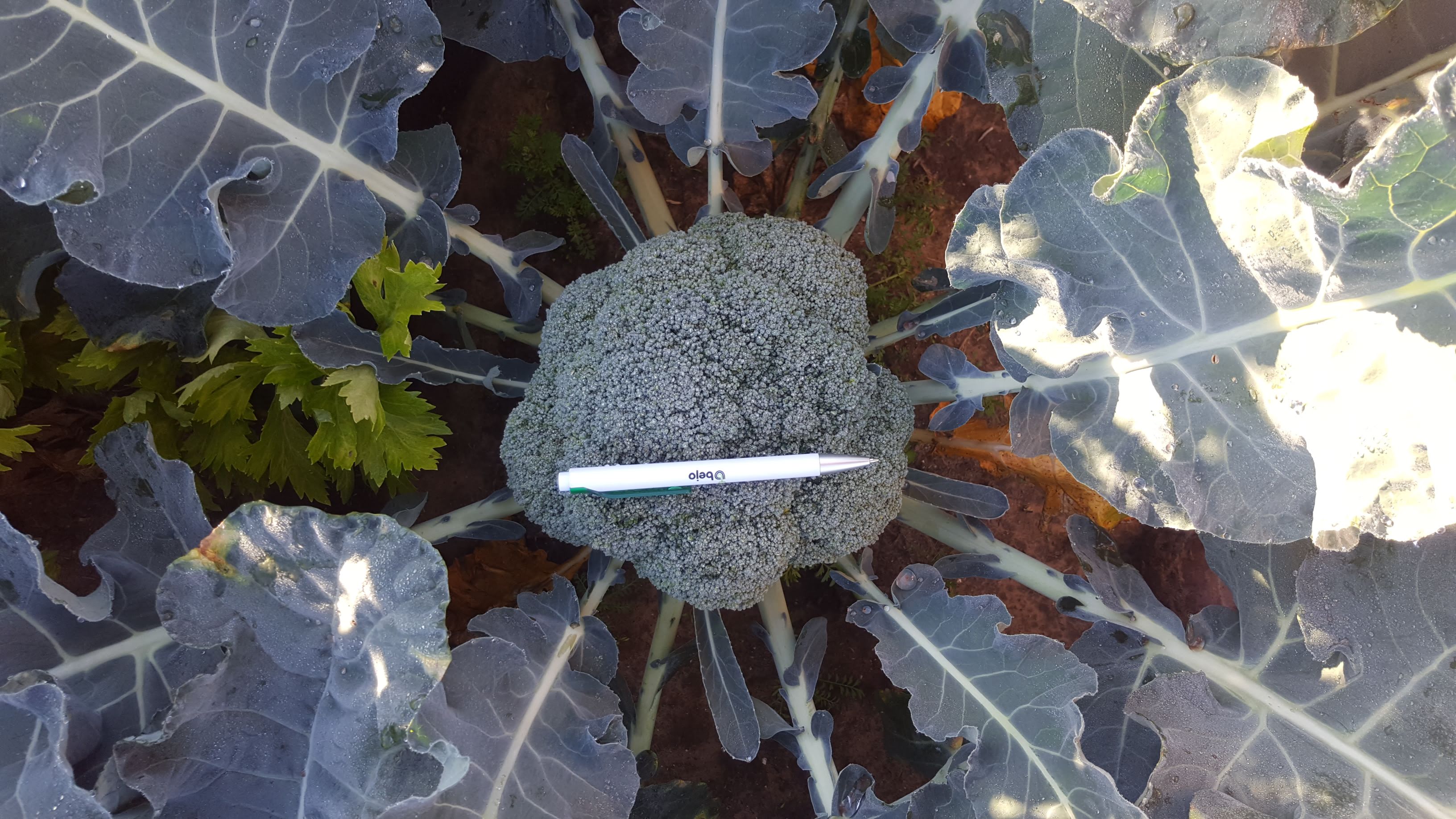 Brocoli