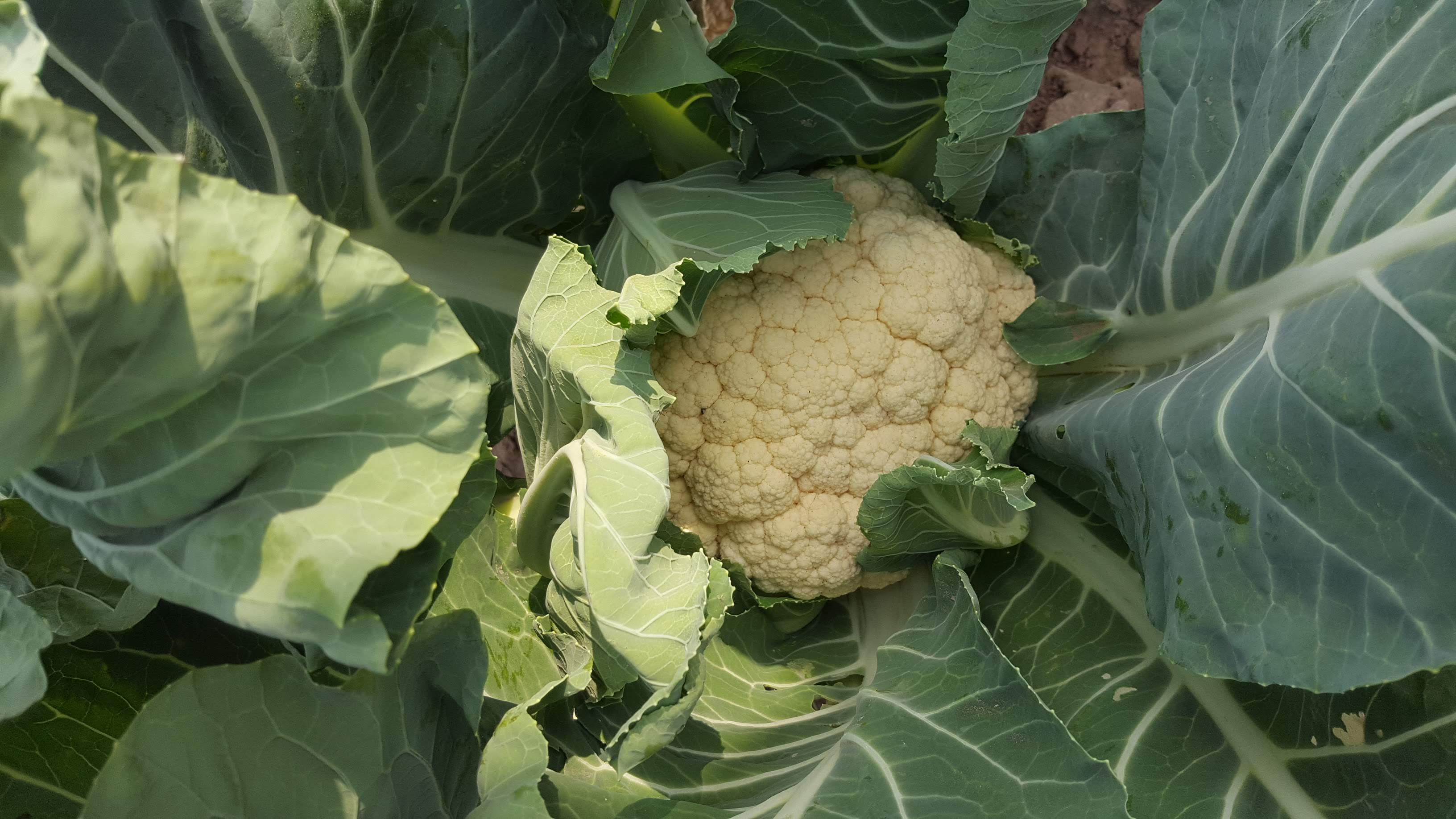 Coliflor