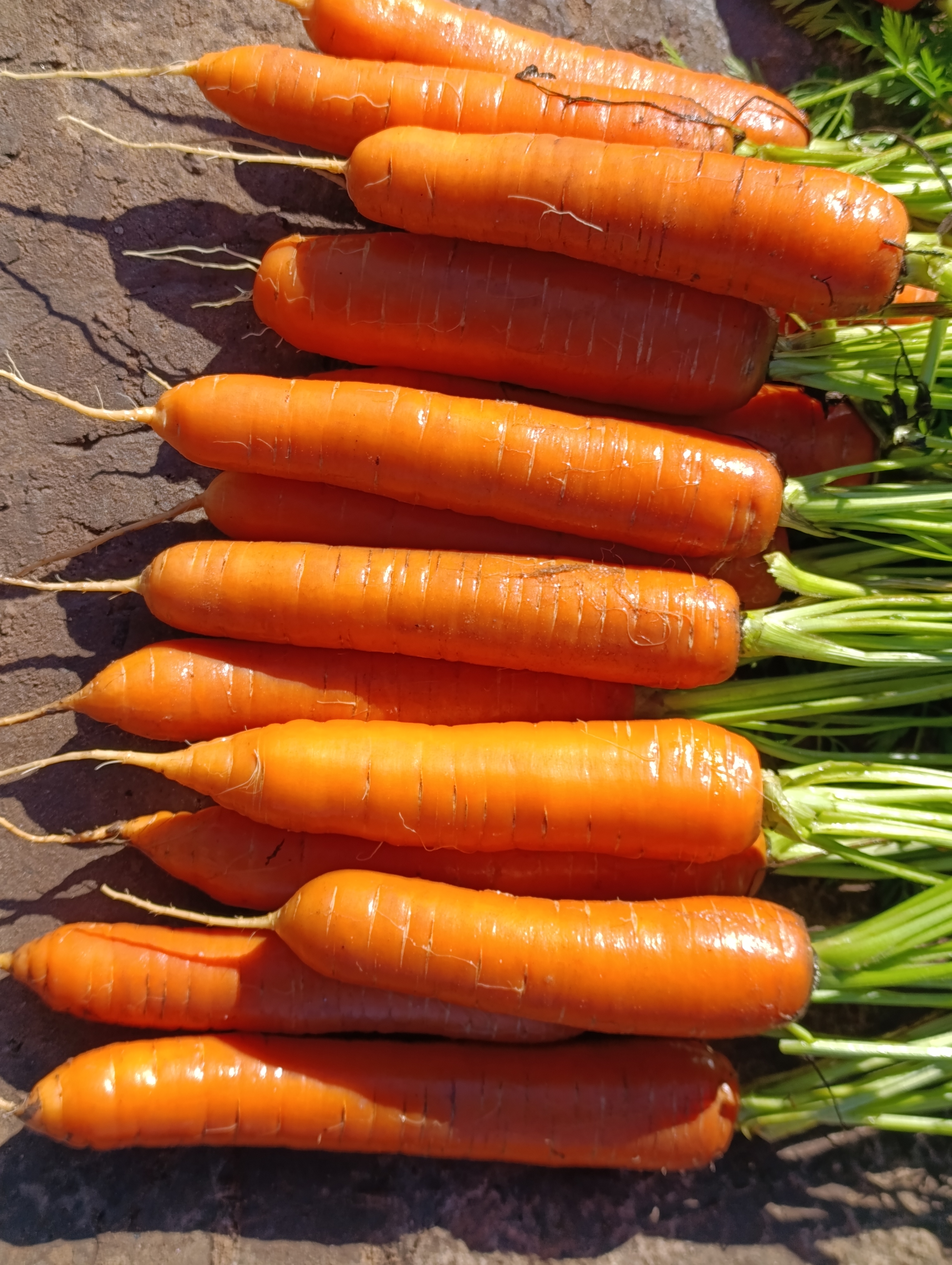 Zanahorias