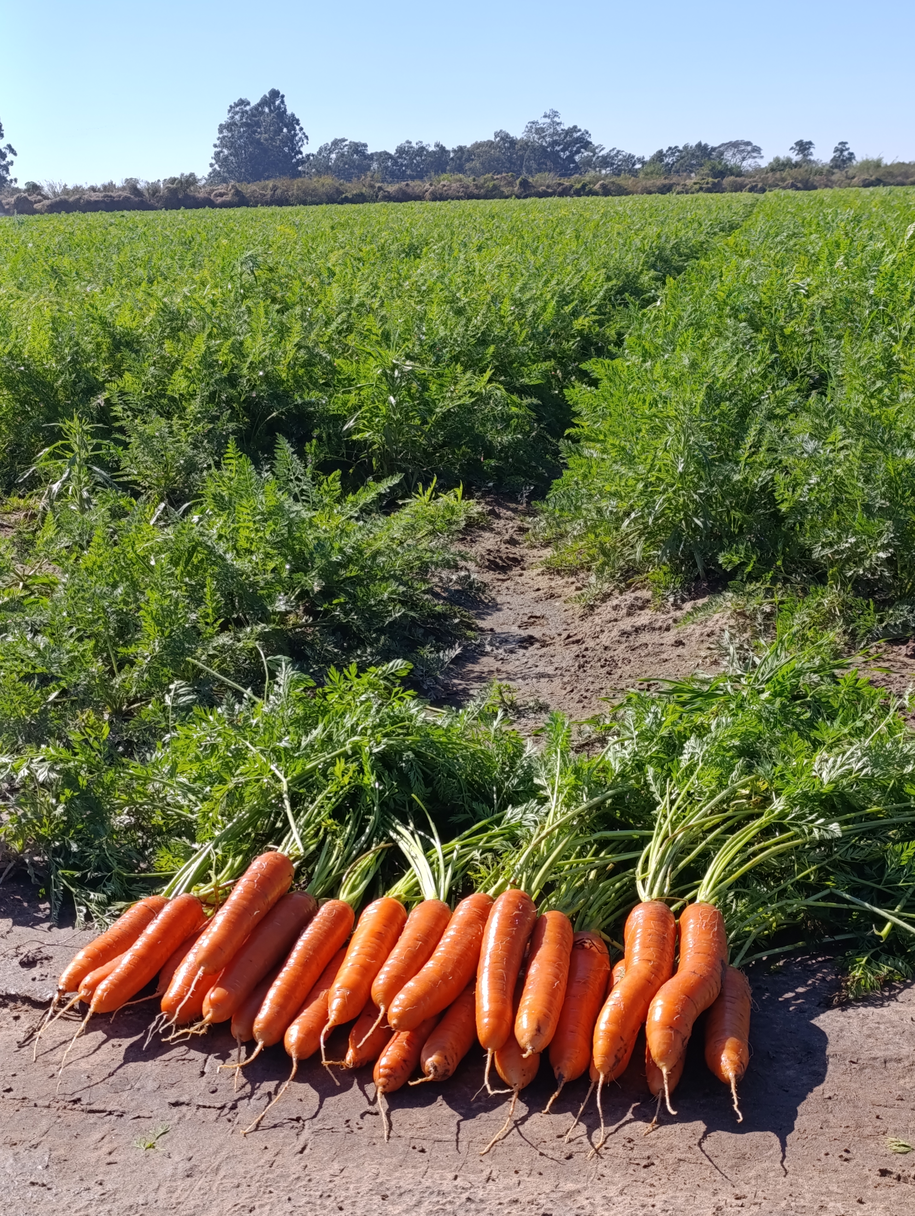 Zanahoria y campo