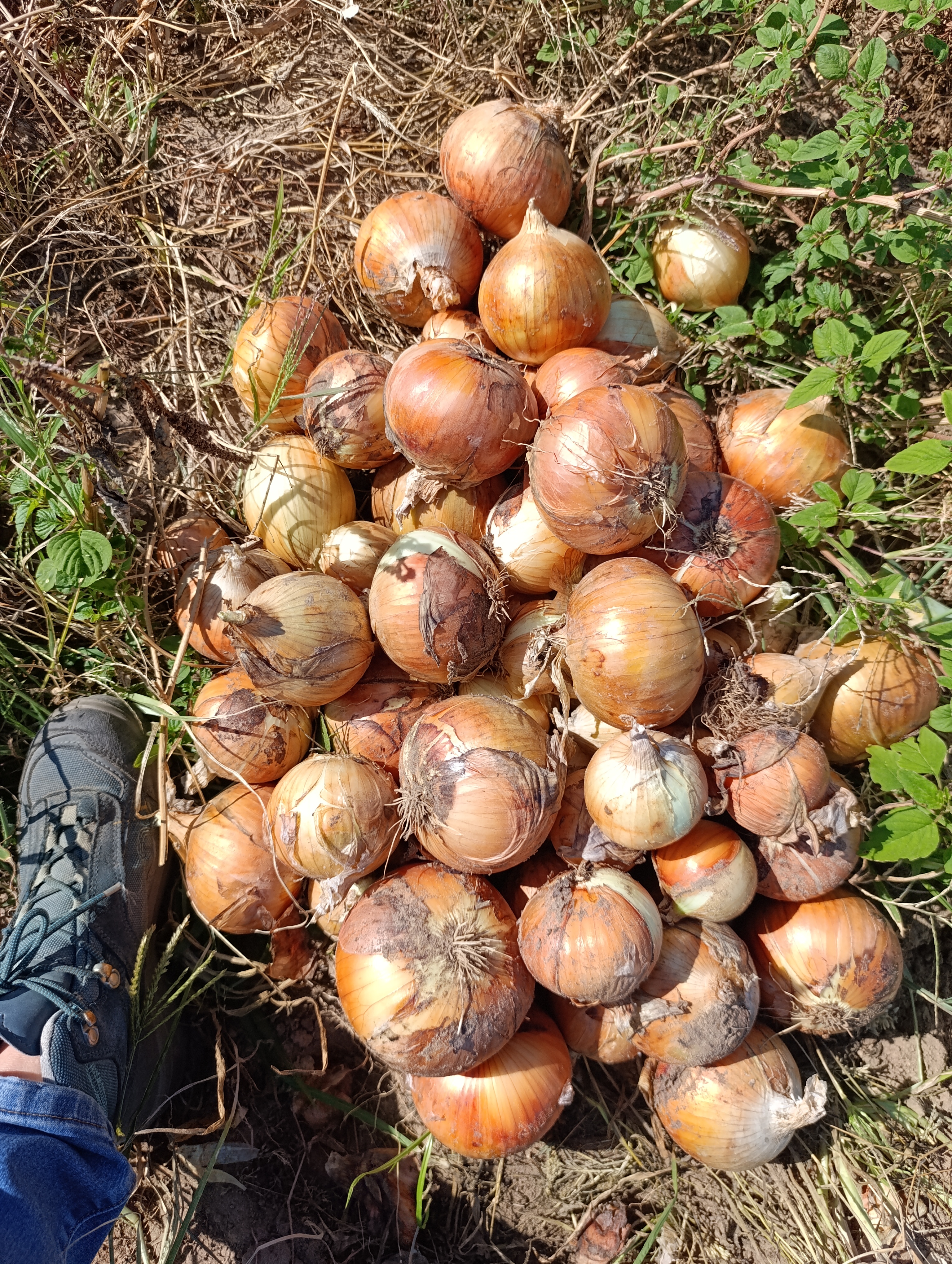 Cebollas