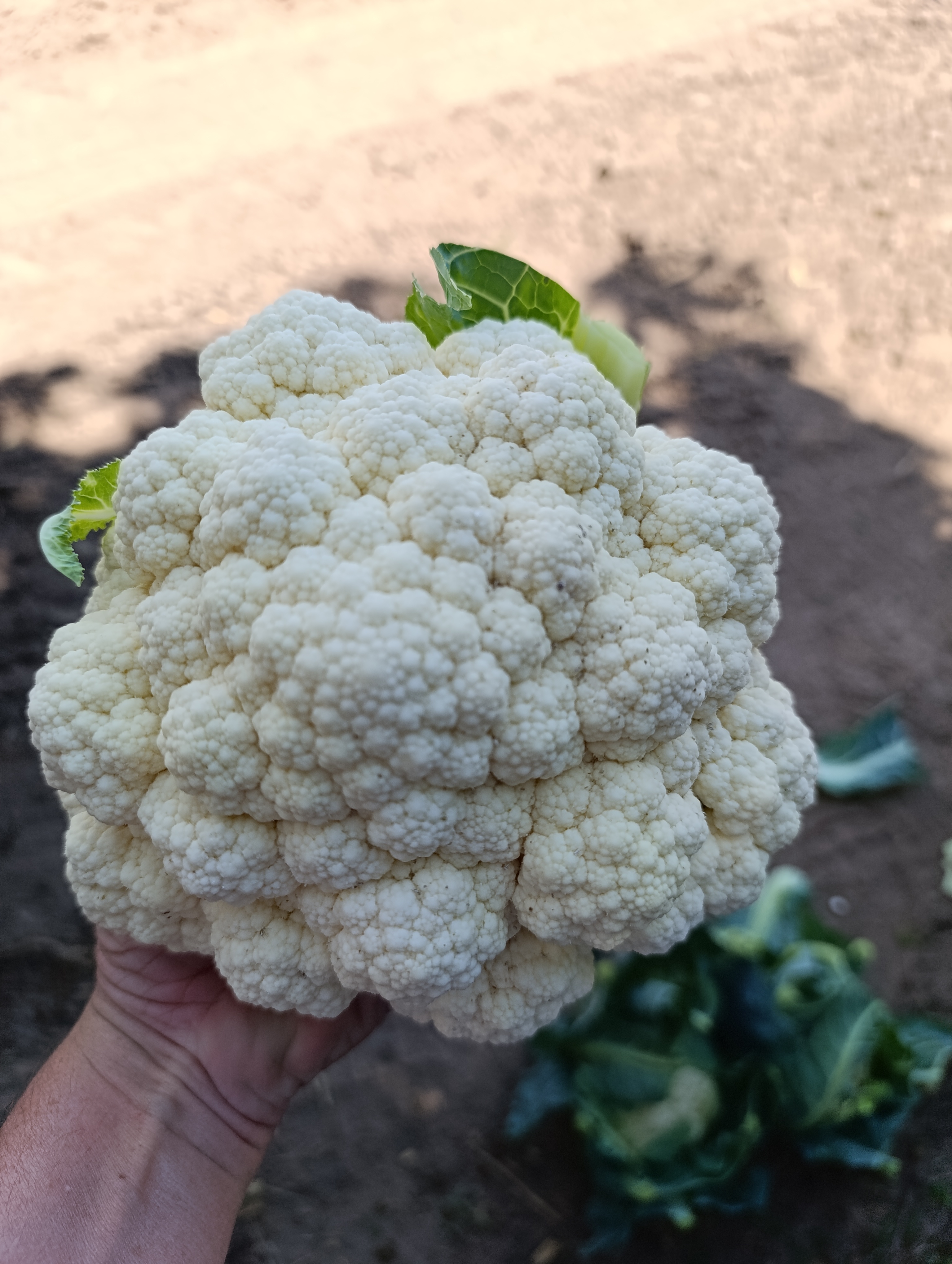 Coliflor