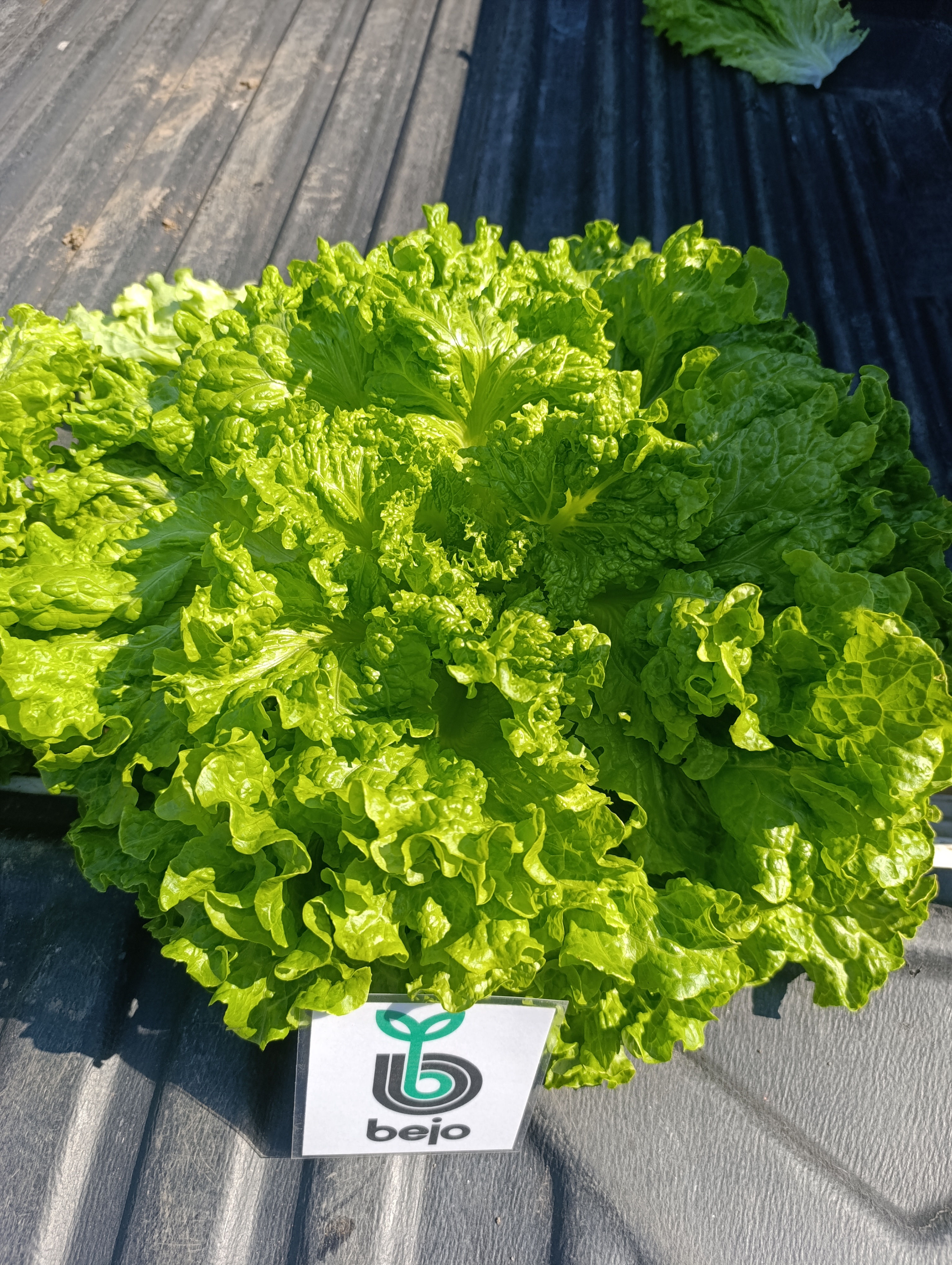 Lechuga